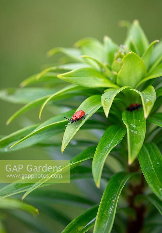 Scarlet lily beetle - Lilioceris liliae