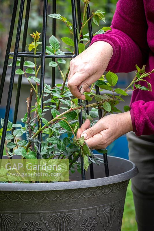 Tying in Rosa - Patio Climbing Rose - with garden twine after bending the stems to encourage flowering