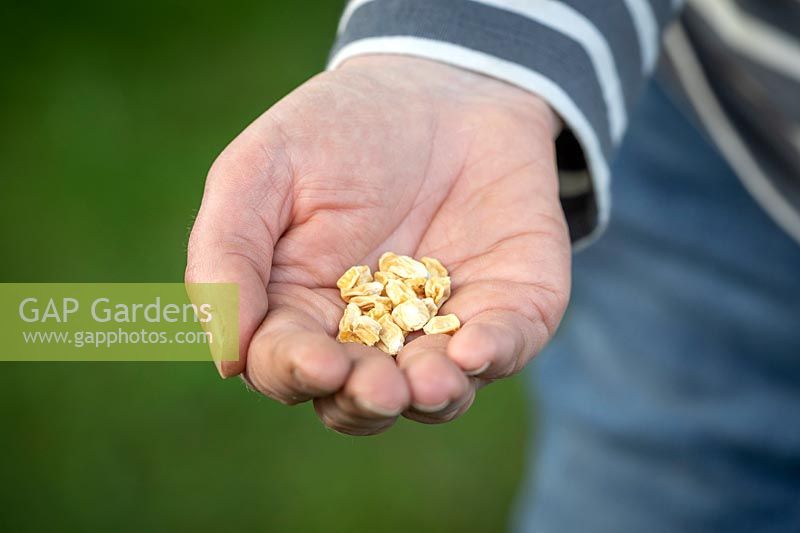 Sowing sweetcorn seed - Zea mays