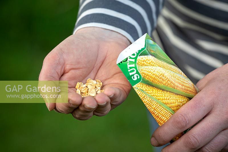 Sowing sweetcorn seed - Zea mays. Emptying packet into hand. 