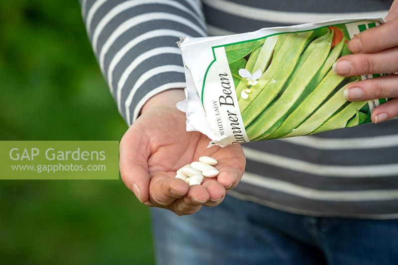 Sowing runner beans. Pouring seeds from a packet into hands ready to sow - Phaseolus coccineus 'White Lady'
