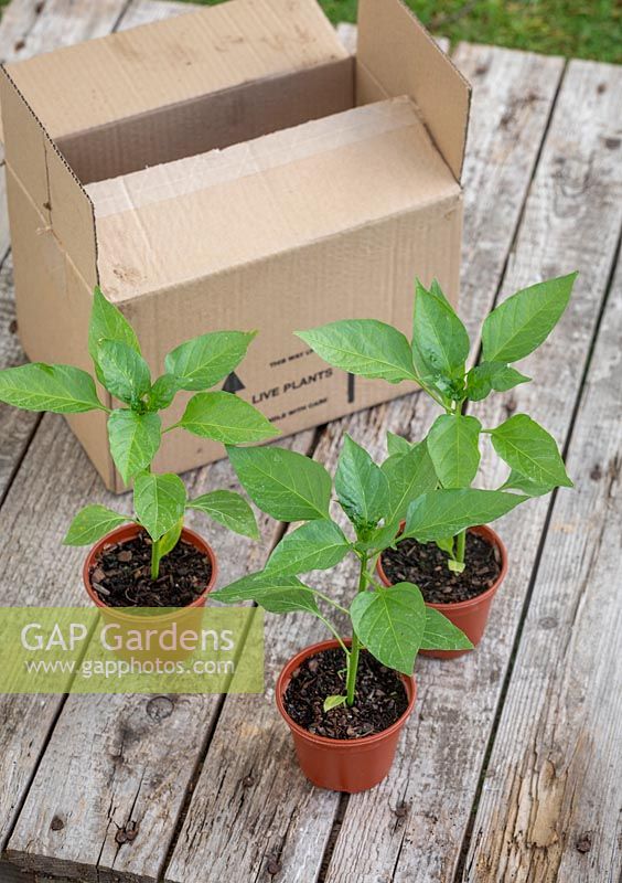 Pots of young sweet pepper plants ready to plant out. Capsicum annuum. 
