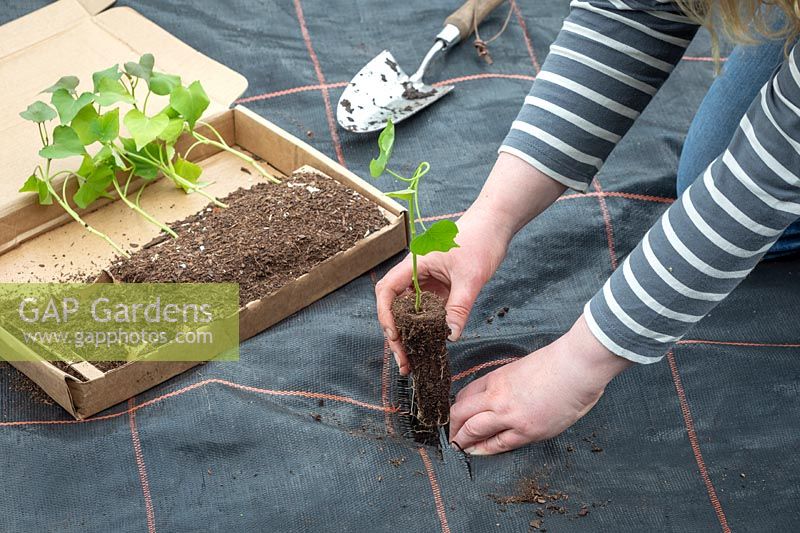 Planting out sweet potato plug plants - Ipomoea batatas. Cutting slits and planting through Mypex membrane. 