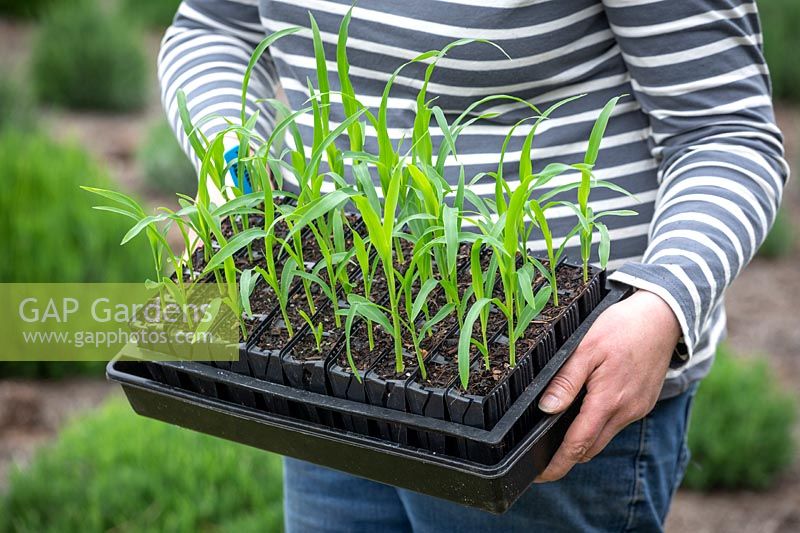 Holding a tray of Sweetcorn 'Lark' - Zea mays - ready to plant out.