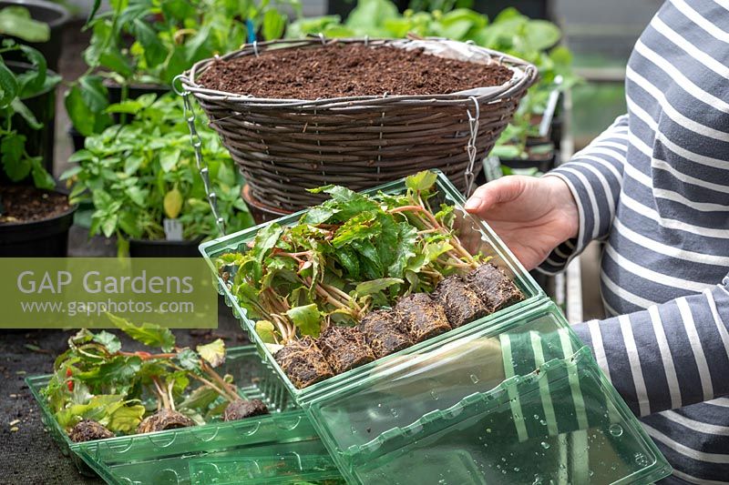 Planting up a hanging basket using mail order begonia plug plants