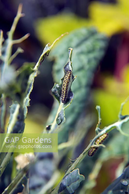 Brassica oleracea 'Cavolo Nero' with larvae of Large White Butterfly -  Pieris brassicae - aligned along the leaf vein