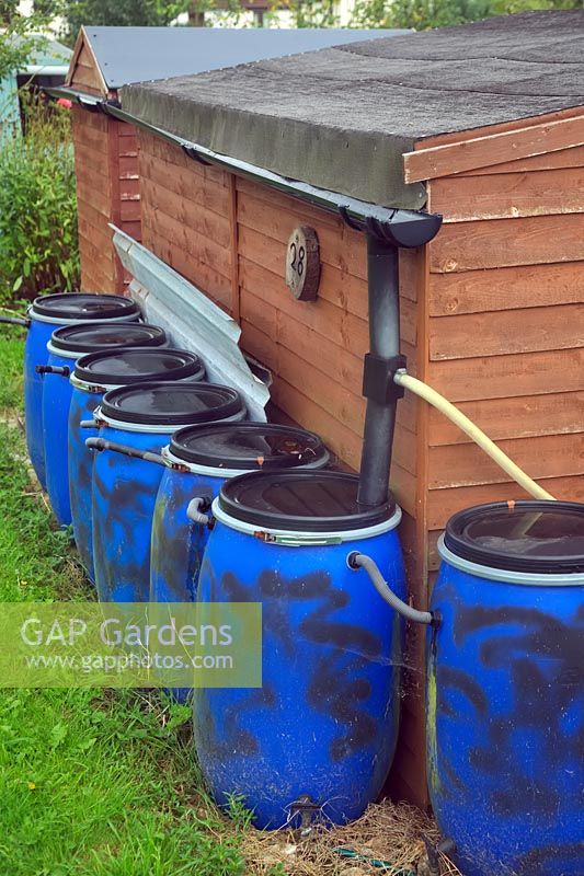 Collecting rainwater into many water butts from an allotment shed roof