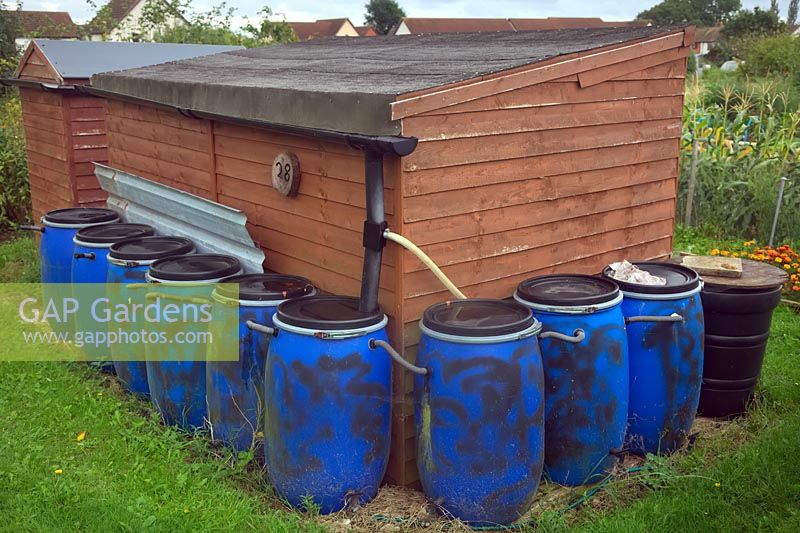 Collecting rainwater into many water butts from an allotment shed roof. 