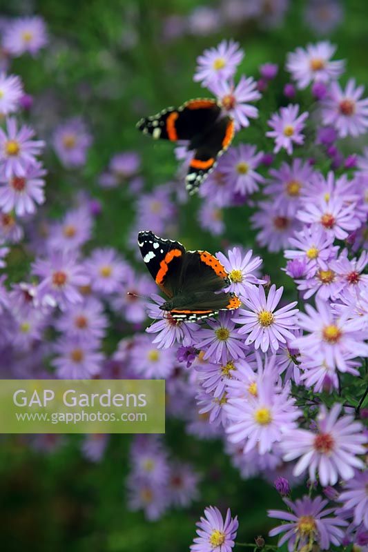 Vanessa atalanta, the red admiral butterfly on Aster 'Little Carlow' cordifolius hybrid AGM syn Symphyotrichum