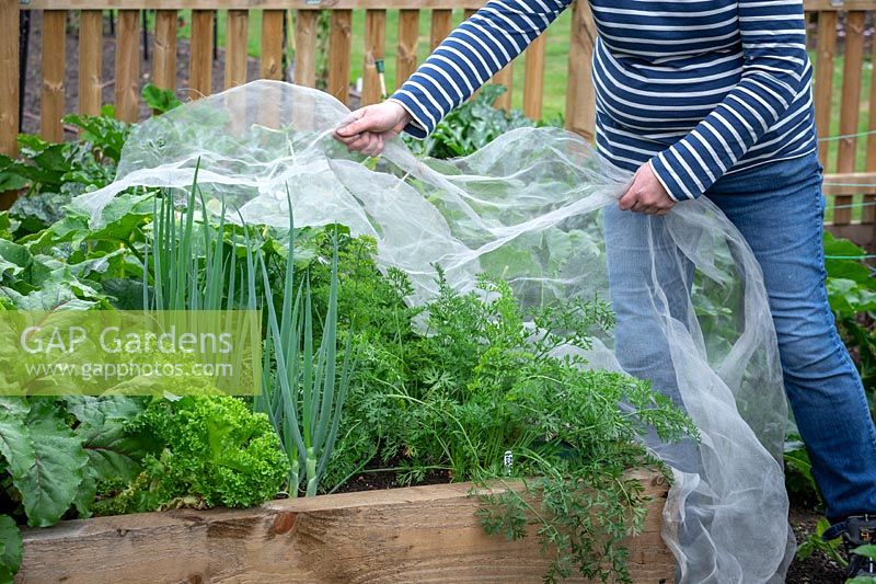Covering carrots with enviromesh to protect them from carrot root fly