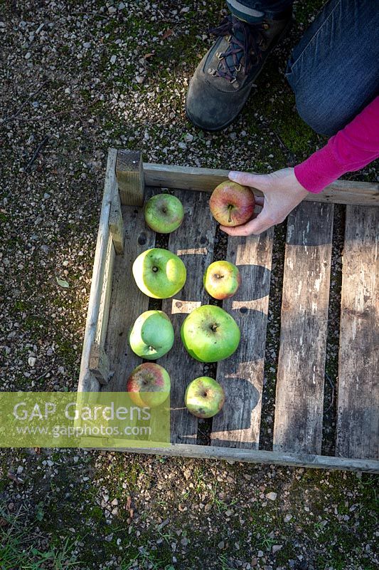 Harvesting apples and storing them in trays making sure they don't touch each other.