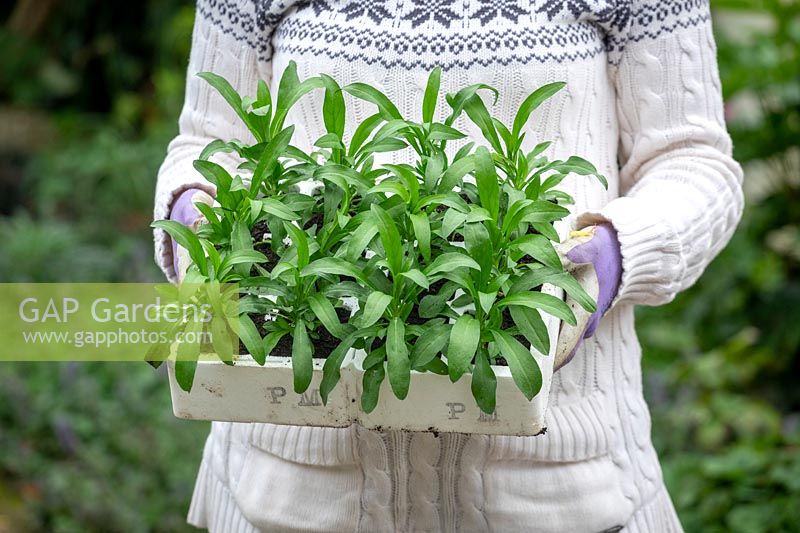 Holding tray of spring bedding - wallflowers - ready to plant out in autumn