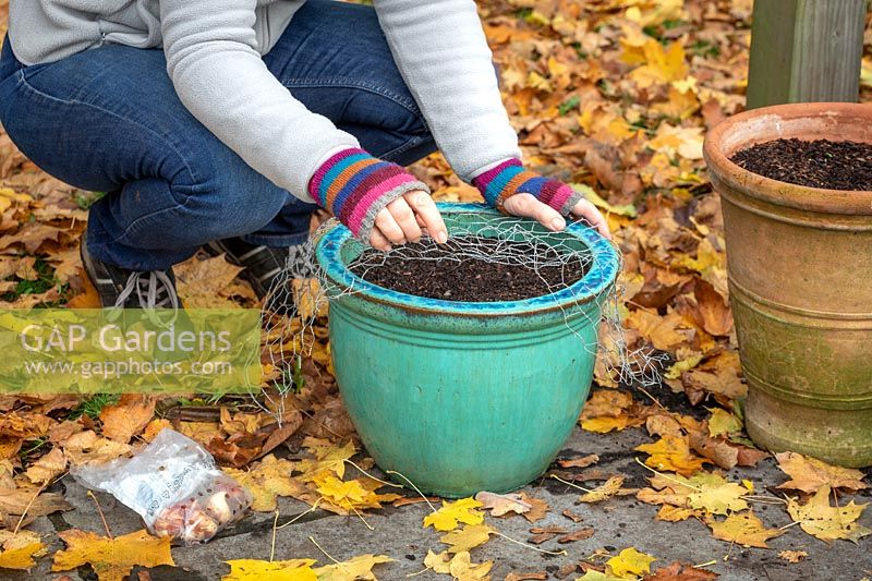 Planting tulips in a pot and covering with chicken wire to protect from squirrel damage.