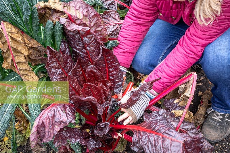 Harvesting chard that has already started to be hit by frost.