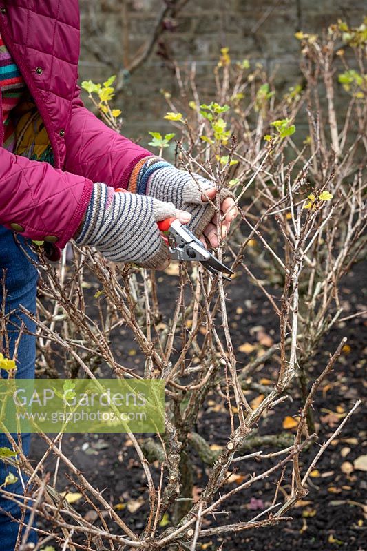 Pruning a gooseberry bush in winter. Shortening branch tips back to a quarter. Ribes uva-crispa 'Jubilee'