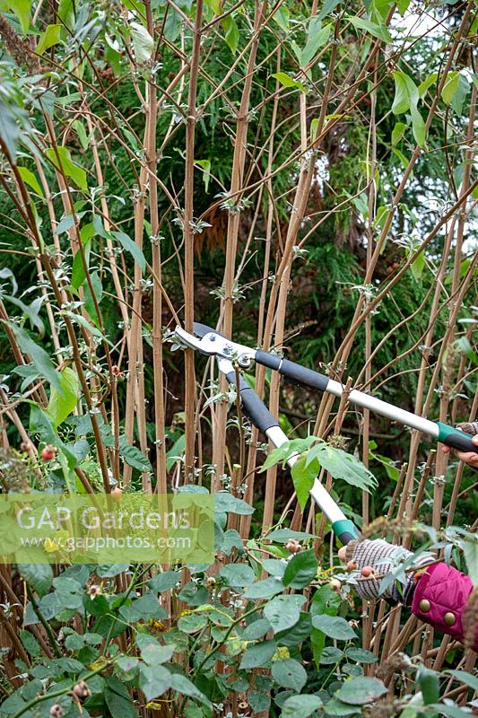 Using loppers to cut back buddleia stems by a half in early winter to prevent wind rock damage.