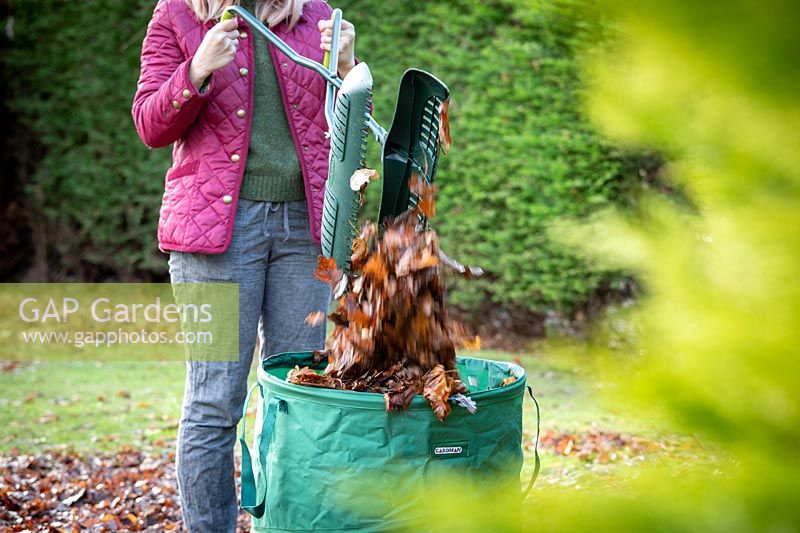 Gathering up leaves with a leaf grabber and collection bag