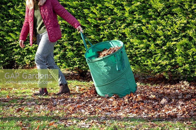 Pulling along leaf collection bag of fallen leaves