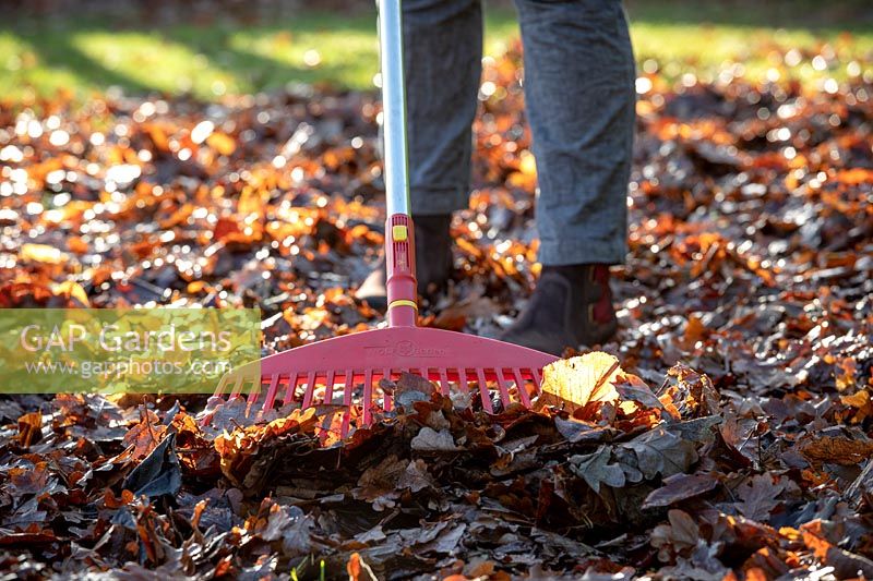 Gathering up fallen leaves off a lawn using a rake