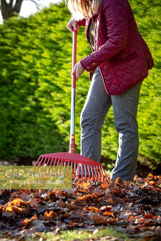 Gathering up fallen leaves off a lawn using a rake