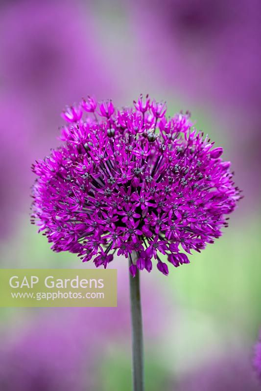 Allium hollandicum 'Purple Sensation' - Dutch Garlic