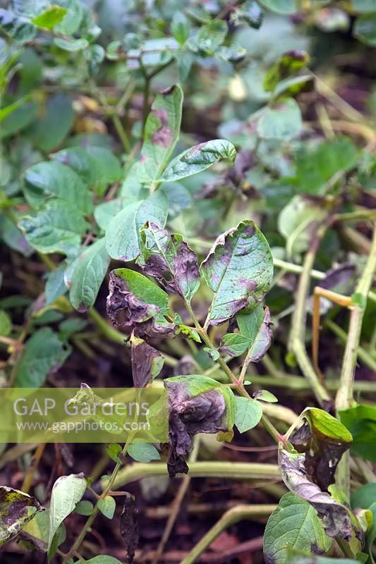 First signs of Blight only occuring on September 30 after a warm wet season on blight resistant potato variety Solanum tuberosum 'Sarpo Mira' potato