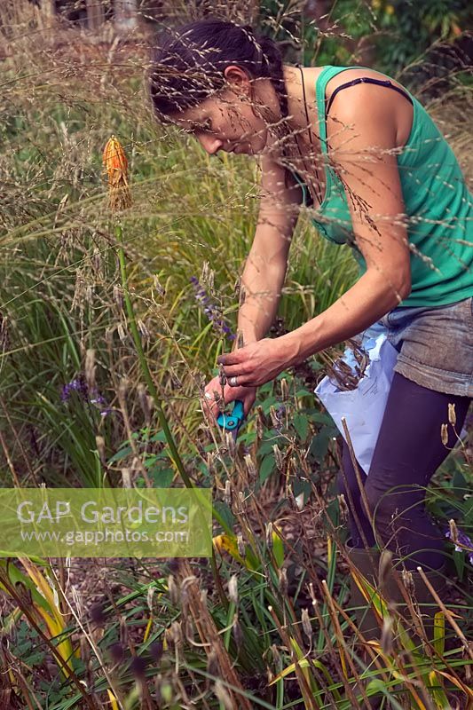 Woman gardener collecting seed into a large envelope on a dry autumn day - Galtonia candicans