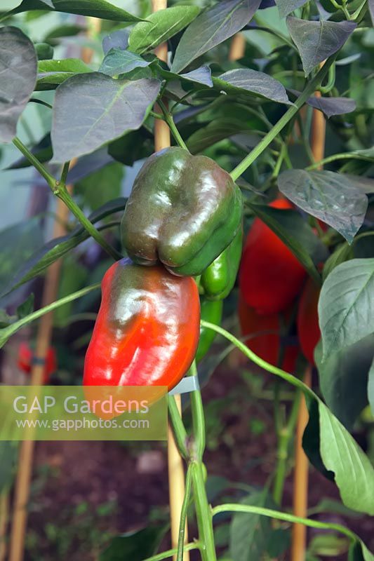 Capsicum annuum grown from home saved seed harvested from a purchased vegetable