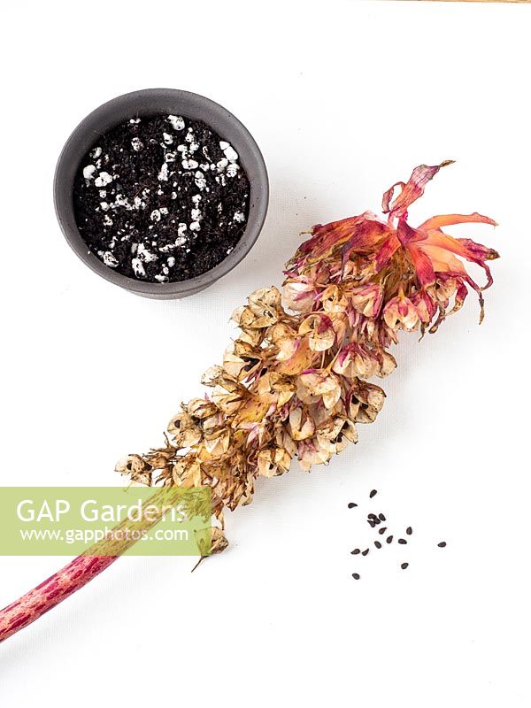 Harvesting and sowing seed of Eucomis bicolor - Pineapple Lily 