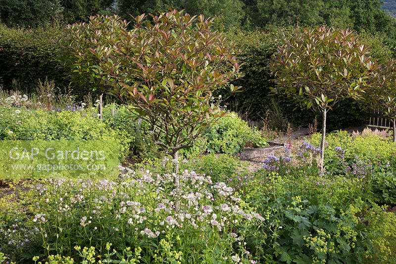 Photinia x fraseri 'Red Robin' standard trees underplanted with Alchemilla mollis and Astrantia major.