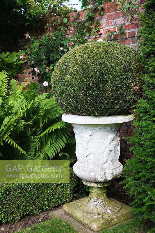 Buxus sempervirens - Box -  ball in ornate urn in a formal border in walled garden.