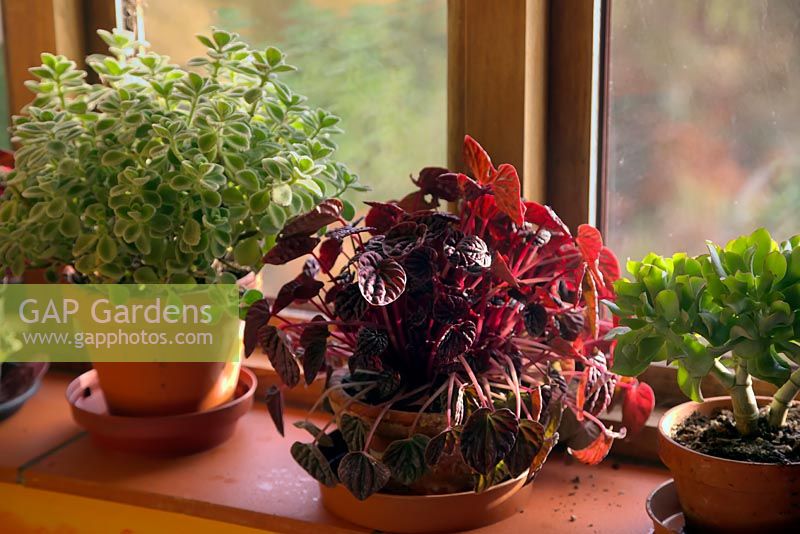 Winter windowsill with Plectranthus 'Cuban Oregano', Peperomia Luna Red and Crassula ovata undulata
