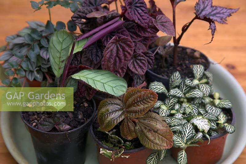 Selection of high humidity houseplants including Fittonia, Peperomia, Pilea, Ficus, Maranta, Begonia, Spathiphyllum and Pellalea - Step by step - How to plant a bottle garden