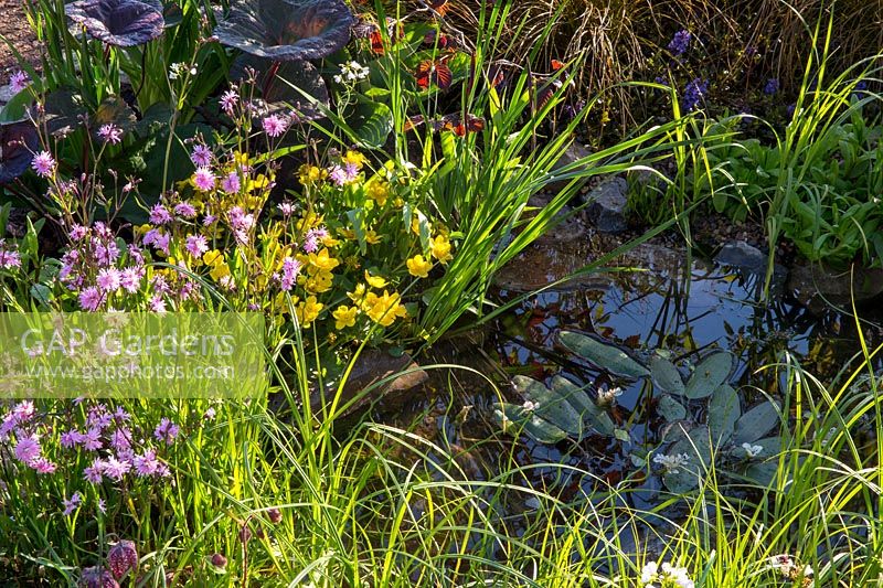 Small pond surrounded by grasses and Lychnis flos cuculi 'Terry's Pink', Caltha palustris - Marsh Marigold, Fritillaria meleagris - Snakeshead Fritillary. The Water Spout Garden 