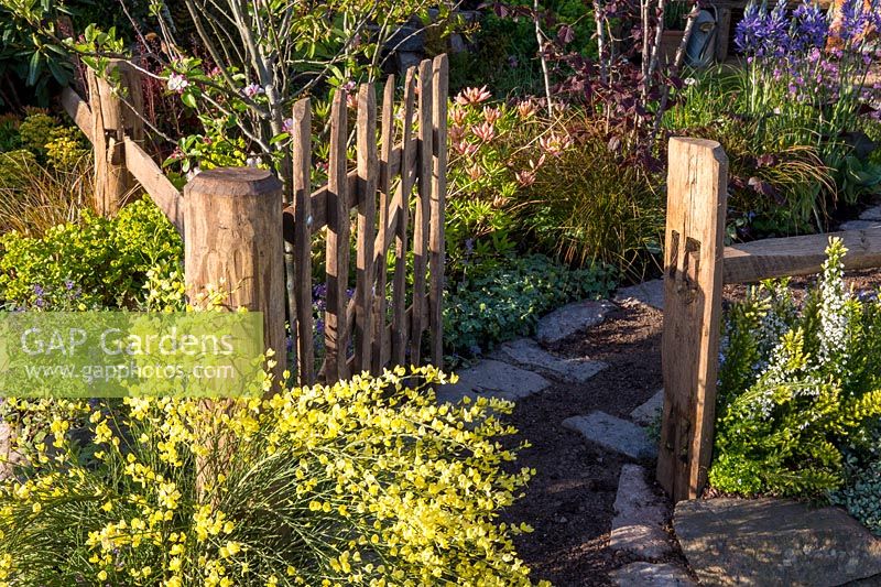 Wooden picket garden gate with a gravel and stone path with mixed planting of Cytisus scoparius - Commom Broom, Euphorbia, Camassia esculenta 'Quamash' and Lychnis flos cuculi 'Terry's Pink'. The Water Spout Garden 