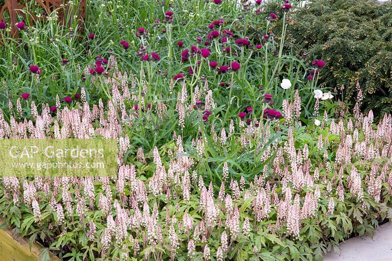 mixed flower border with planting of Cirsium rivulare 'Atropurpureum' and Tiarella 'Pink Skyrocket'. The Sunken Retreat. RHS Malvern Spring Festival, 2016. Design: Ann Walker for Graduate Gardeners