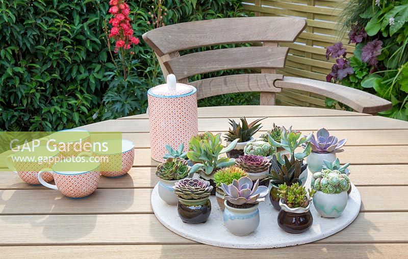 Outdoor dining area with hardwood garden furniture chairs and table with a display of succulent plants in miniature ceramic pots and cups - For The Love Of It garden. Tatton Flower Show 2017. Designer: Pip Probert