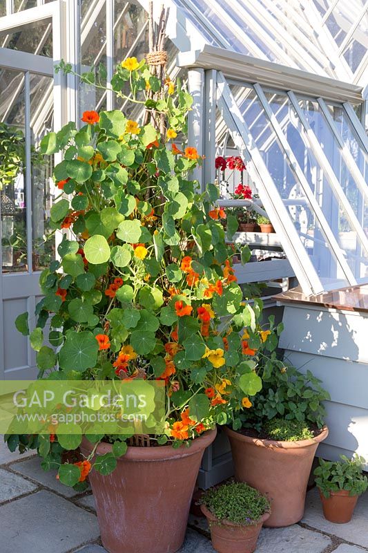 Organic Nasturtium plants growing up a bamboo cane wig wam in large terracotta container and thyme and mint plants growing in terracotta pots in front of a greenhouse with stone paving stones