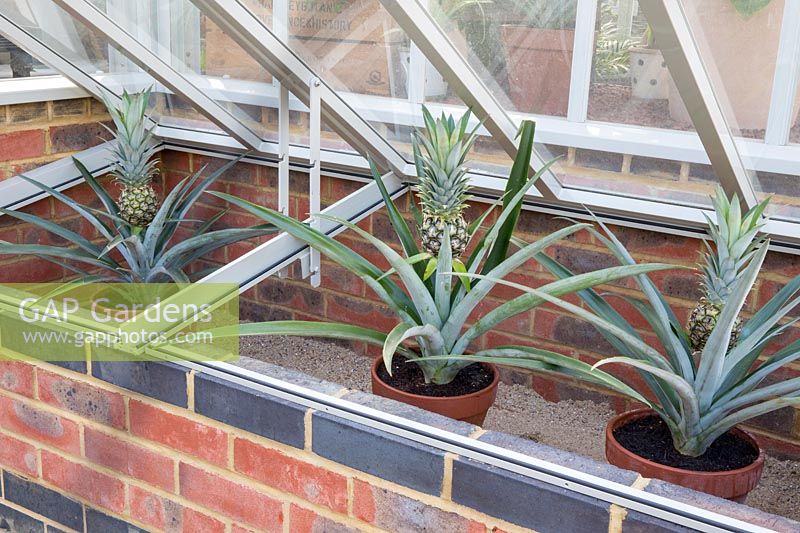 Ananas - Pineapple - fruit growing in pots in an open cold frame 