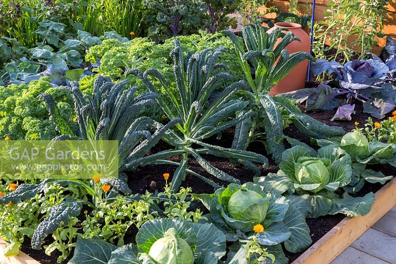 Small organic kitchen garden with vegetables grown in rows on a timber framed raised bed including leeks, red cabbages, summer cabbage, Brassica oleracea 'Nero di Toscana', Brassica oleracea 'Dwarf green curly' kale and scarlet kale, broad beans with companion plants of Calendula officinalis and flowering pollinator plants. RHS Grow Your Own with The Raymond Blanc Gardening School. RHS Hampton Court Flower Show July 2018 - Designers: Allister Dempster and Rossana Porta 