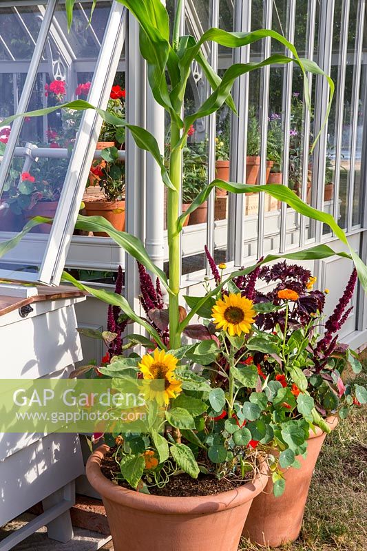 organic sweetcorn - maize with Helianthus annuus sunflowers, nasturtium and amaranth growing in large terracotta containers in front of a greenhouse