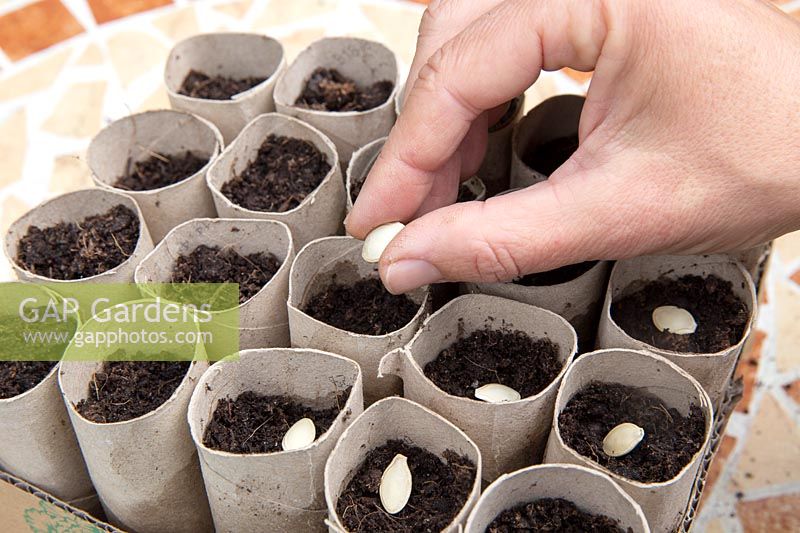 Gardening without plastic sowing Cucurbita pepo 'Nero di Milano' - Courgette seeds in cardboard toilet roll tubes filled with compost