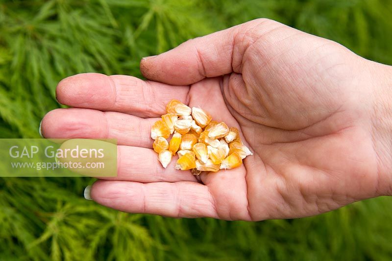 Organic Sweetcorn 'True Gold' seeds in hand