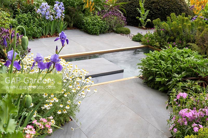 A Sustainable garden based around herbaceous planting - grey stone garden path with stepping stone over a rill water feature surrounded by mixed flower borders - Sicillian chamomile -Iris 'Jane Phillips' - Lavandula stoechas, Euphorbia. The Morgan Stanley Garden. RHS Chelsea Flower Show 2019 - Designer: Chris Beardshaw - Sponsor: Morgan Stanley 