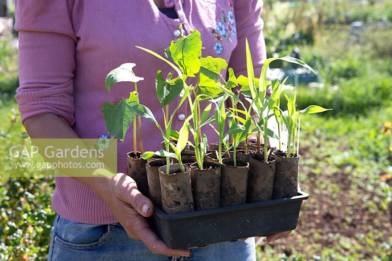 Woman holding Runner Bean 'Red Rum' and Sweetcorn 'True Gold' seedlings growing in toilet roll cardboard tubes runner beans, ready for transplanting 