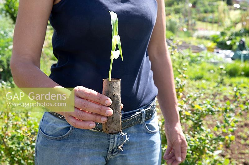 Woman holding Zea mays - Sweetcorn Maize 'True Gold' seedling grown in toilet roll tube, ready for transplanting 