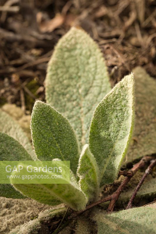 Verbascum thapsus - Woolly Mullein - foliage rosette