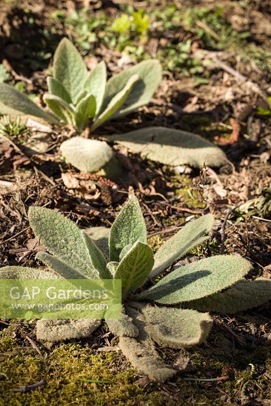 Verbascum thapsus - Woolly Mullein - basal rosettes
