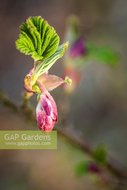 Ribes sanguineum - Red-flowering Currant tight flower buds and emerging foliage