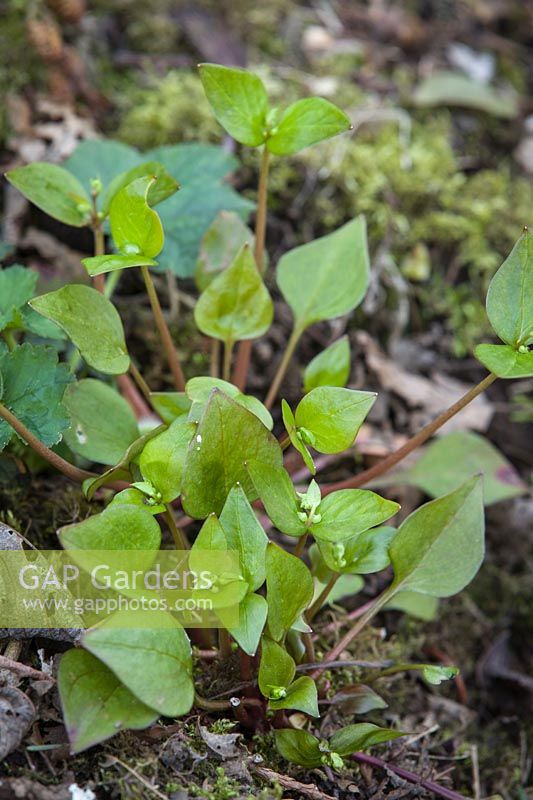 Claytonia sibirica - Candy Flower - with flower buds